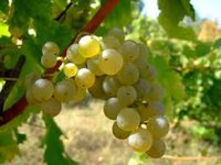 Нынешний урожай винограда в Грузии может оказаться рекордным за три десятилетия