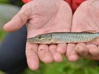 В Киевское водохранилище выпустили 600 тыс. мальков растительноядных рыб и 5тыс. щуки