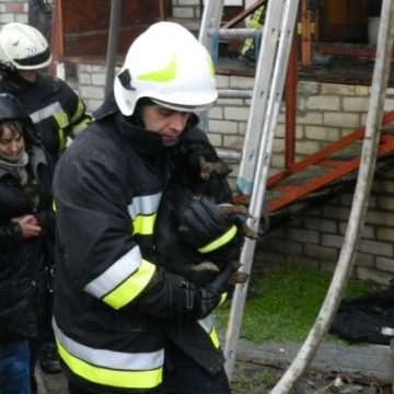 В Херсоне пожарные спасли из пылающего дома семь домашних животных