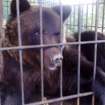 Хотела сделать фото: медведь напал на девушку на турбазе в Карпатах