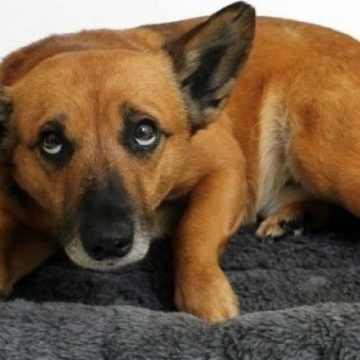 Житель Киева, который избил бездомную собаку пойдет под суд