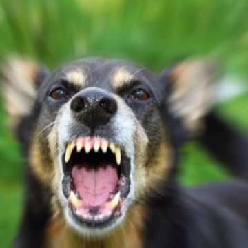 В Николаеве собака покусала людей: у животного обнаружили бешенство