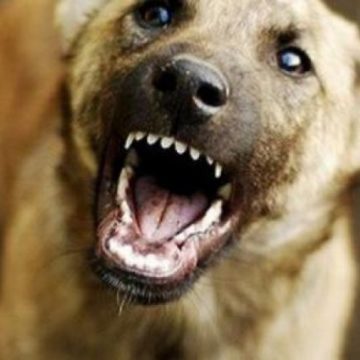 В Николаеве бешеный пес покусал 12 человек: начался массовый отлов собак