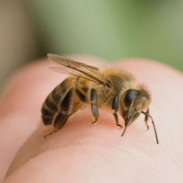 В Никополе мужчину пчелы зажалили до смерти
