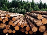 Система электронного учета древесины заработает эффективно только при условии подключении всех лесопользователей – ЕБА