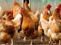 Одновременно несколько стран сняли с Украины ограничения на экспорт мяса птицы