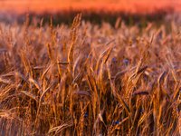 Оснований для запрета экспорта зерновых из Украины нет — глава профильного комитета