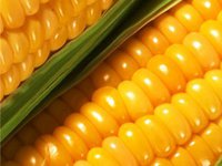 Минсельхоз США снизил прогноз экспорта кукурузы из Украины на 8 млн тонн