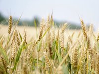 Украина с начала 2020/2021 МГ экспортировала 33,93 млн тонн зерновых