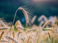 Украина с начала 2020/2021 МГ экспортировала 37 млн тонн зерновых