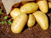 Обильные осадки в Украине негативно сказались на качестве и цене картофеля