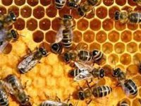«Укрпошта» временно прекратила доставку пчел