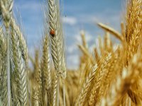 Україна з початку 2021/22МР експортувала 33,19 млн тонн зернових та зернобобових