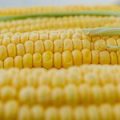 Судно с 18 тыс. украинской кукурузы прибыло в порт Испании — СМИ