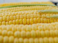 Судно с 18 тыс. украинской кукурузы прибыло в порт Испании — СМИ
