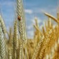 Експорт пшениці з України у 2022/2023 МР може скоротитися на 36% — прогноз