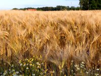 Україна вже зібрала 3,6 млн тонн ранніх зернових — Мінагрополітики