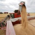 Прогноз урожаю зернових та олійних культур в Україні покращено з 60 до 65-67 млн тонн