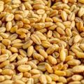 США куплять через СПП ООН пшеницю в України на $68 млн для пом’якшення світової продовольчої кризи – Блінкен