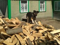 Жителі особливо небезпечних територій можуть безоплатно отримати дрова – рішення уряду України
