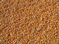 Кабмін схвалив надання зерна з України у вигляді гумдопомоги країнам Африки та Азії