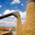 Бельгія і Франція виділяють EUR10 млн і EUR6 млн на програму «Зерно з України»
