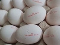 «Овостар» у 2022 році скоротив виробництво яєць на 9%
