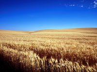 «Агрейн» прогнозує в Україні врожай зернових та олійних на 2023 р. на рівні 50-60 млн тонн