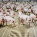 Виробник племінних свиней Genesus планує розширювати бізнес в Україні