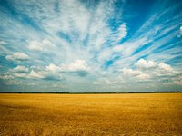 Агроєврокомісар пропонує продовжити заборону на експорт зерна з України до 5 країн ЄС щонайменше до кінця жовтня