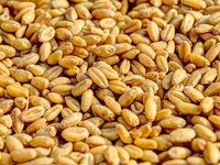 «Прометей» намолотив 45 тис. тонн ранніх зернових