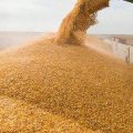 ЄБА виступила проти ухвалення законопроєктів про «чорне зерно» через закладені в них корупційні ризики